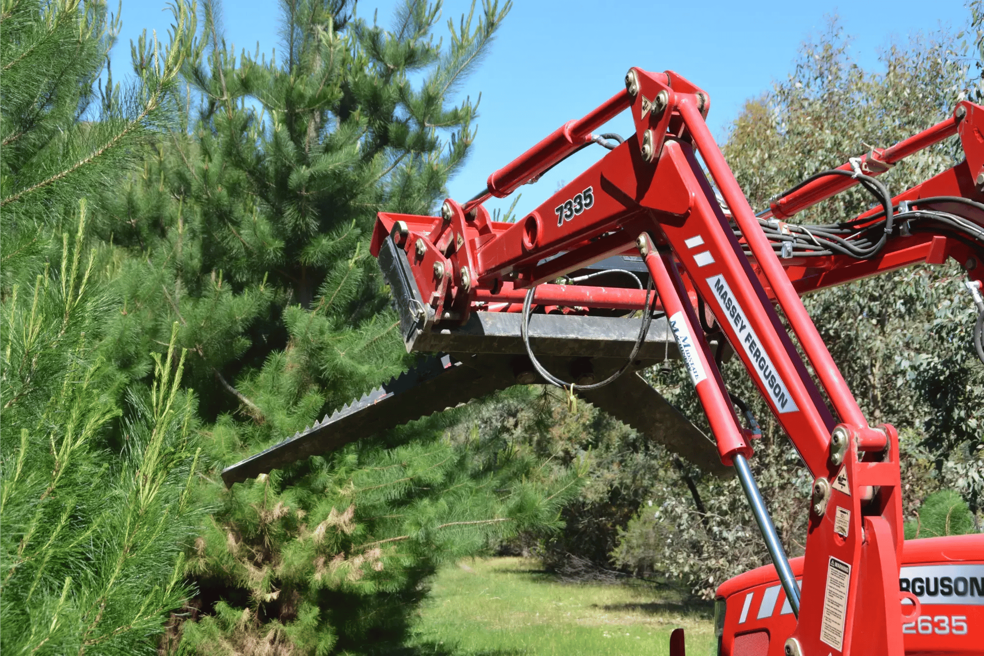 20.10.2025 Rata Tree Hog 1 2000pix (1)