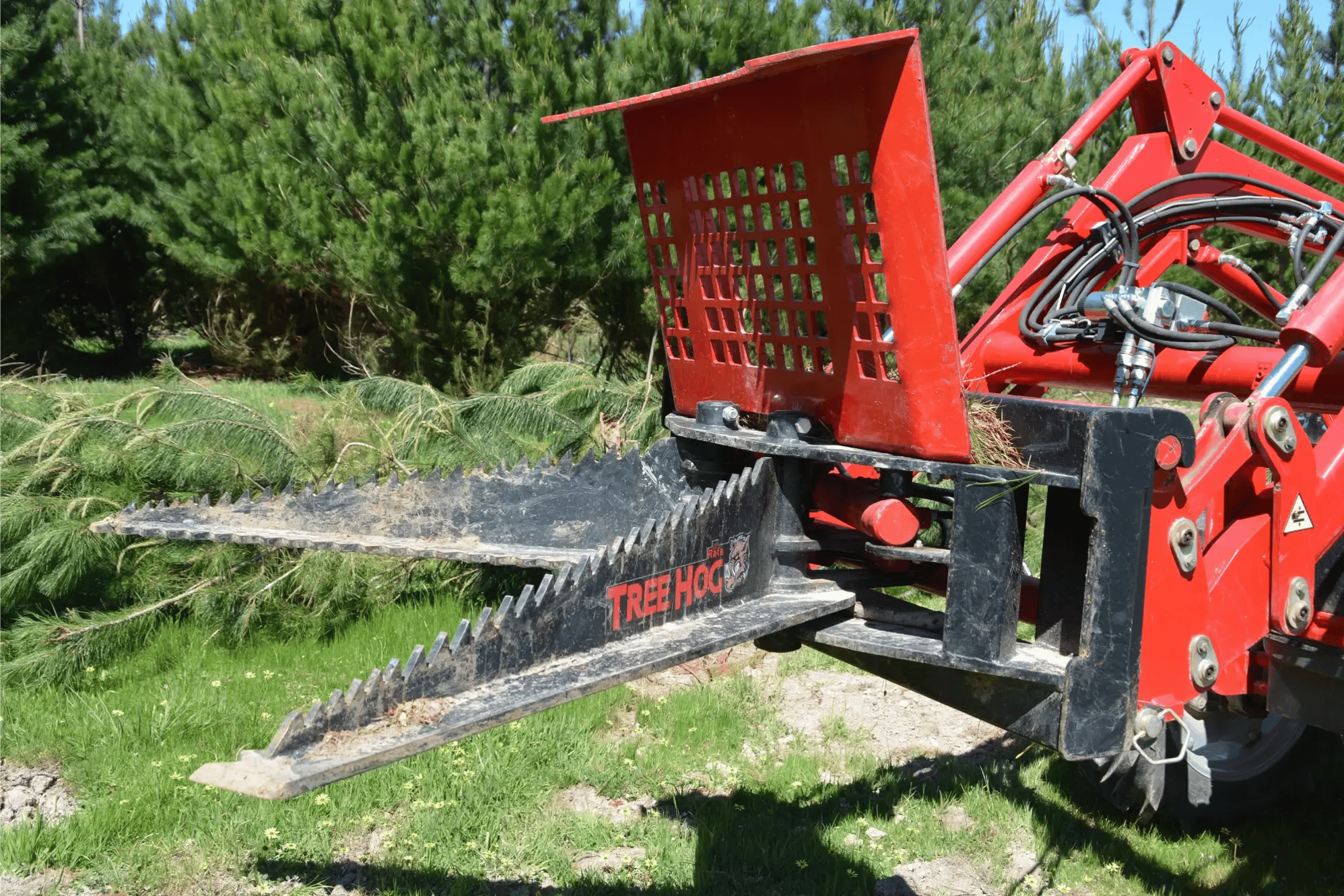 20.10.2025 Rata Tree Hog 2000pix (1)