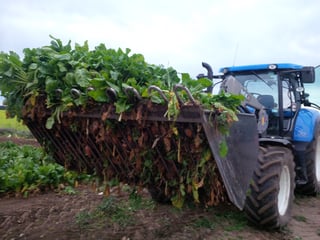 Rata Beet Bucket.jpg