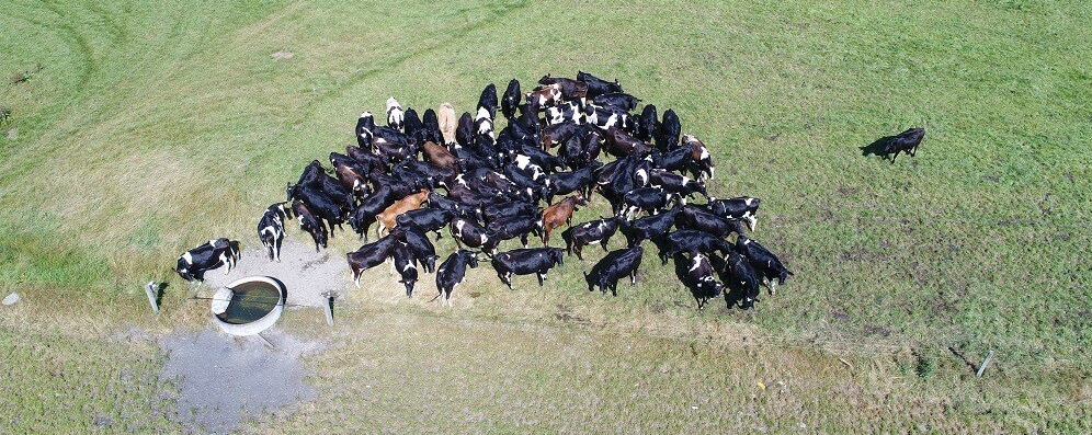 Checking cows & water trough with a drone