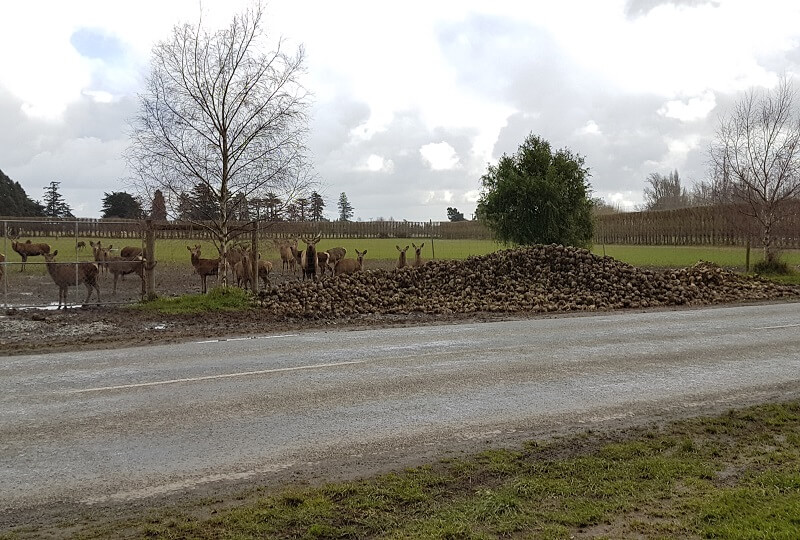 Fodder Beet for Deer farms