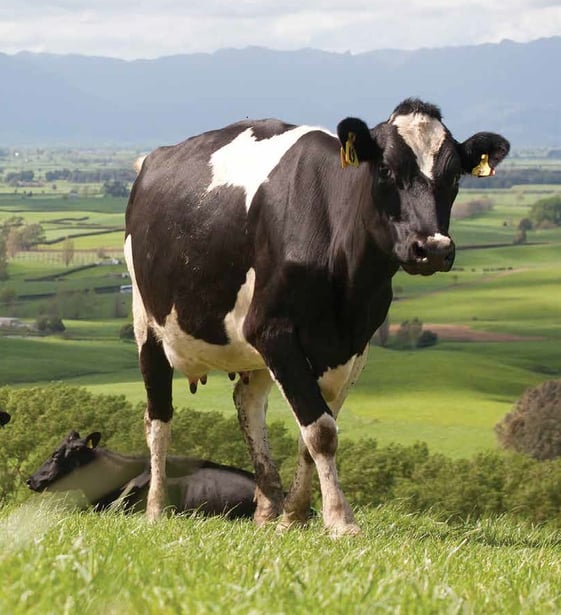 Rata Farms Cow 978-1