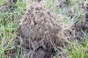 Effect of soil compaction (2)