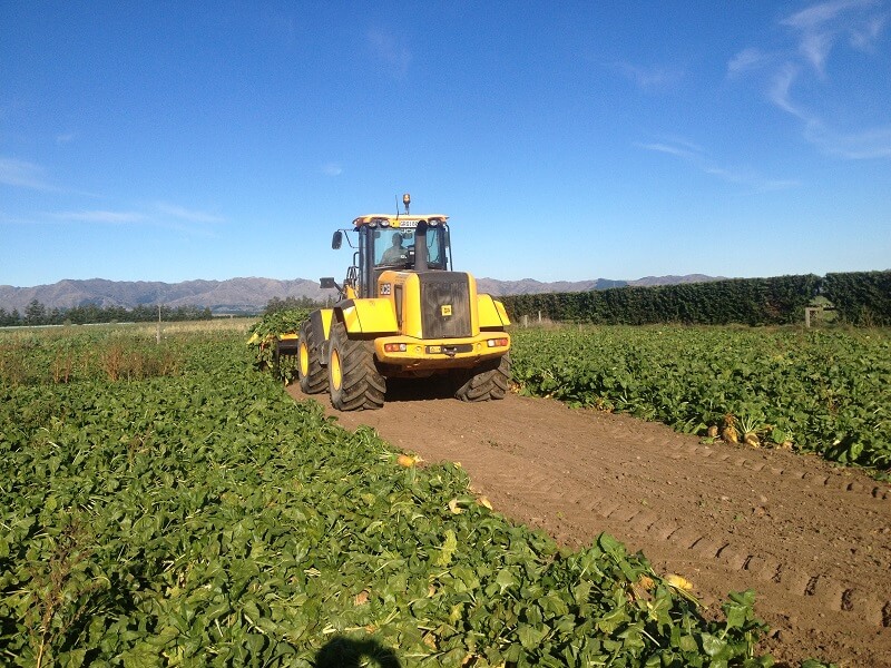 Rata Equipment Beet Bucket harvesting fodder beet root crops on JCB414 Loader