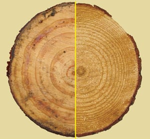Timber_Density
