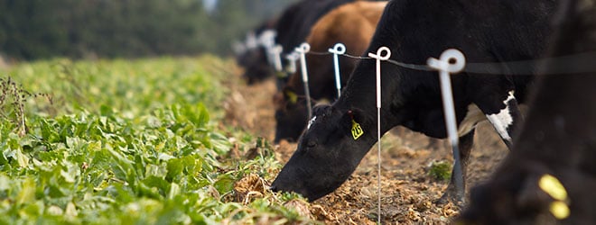 Cow eating fodder beet