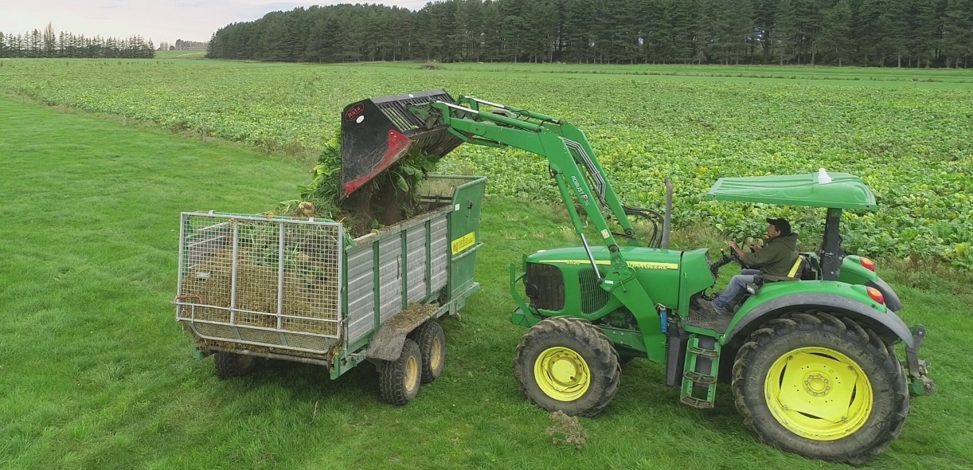 Fodder Beet being loaded into a silage wagon