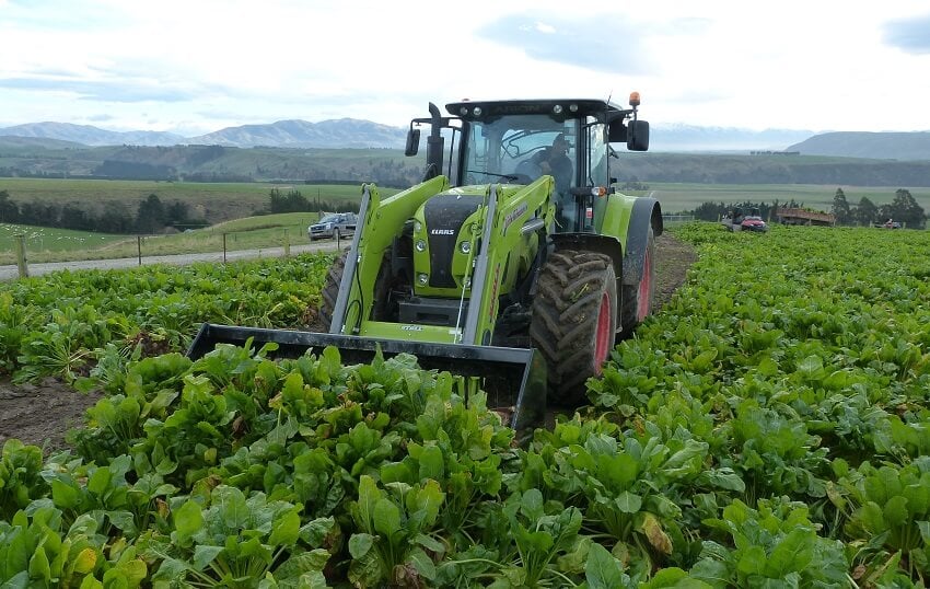 Rata Fodder Beet Bucket harvesting beets in southland