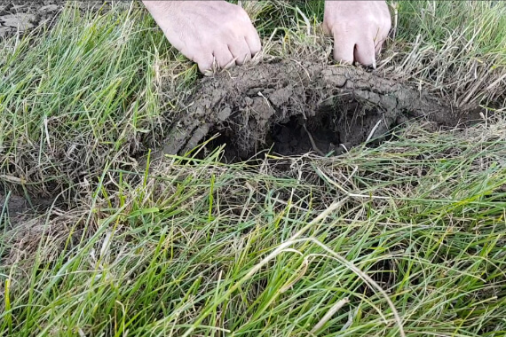 Root Matting Haka