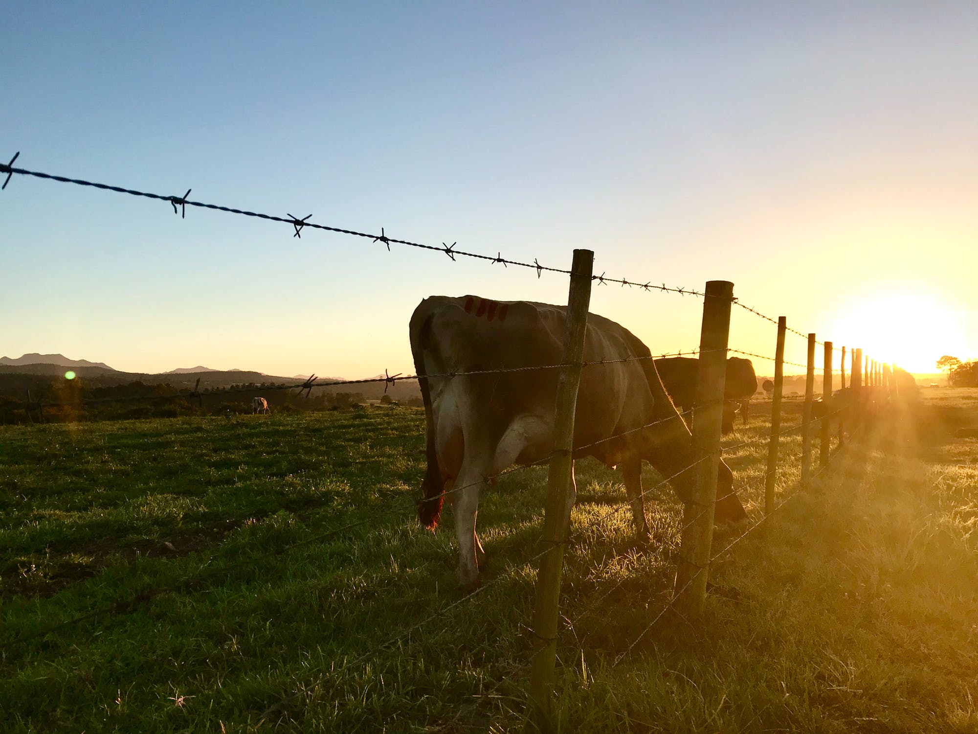 How to keep your stock safe from Mycoplasma bovis