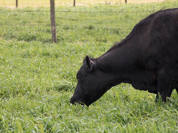 Lush_Grass_Feeds_Cattle