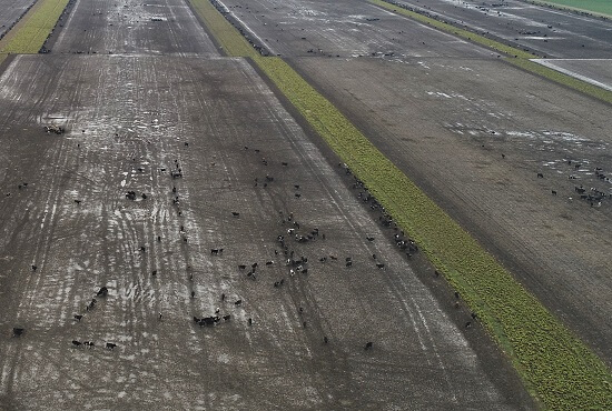 Break fed paddock