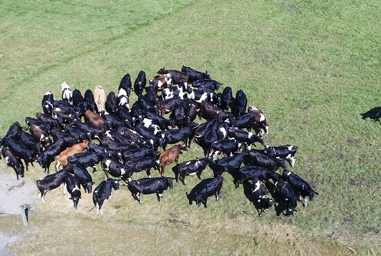 Feeding out area