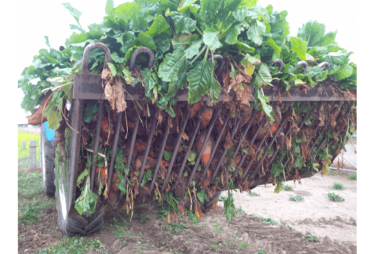 Gaps between the bars of  Rata Beet Bucket leave clean & dirt free crops behind