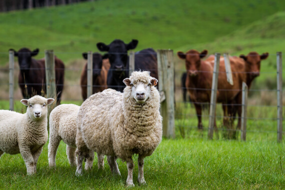 Sheep and Cows