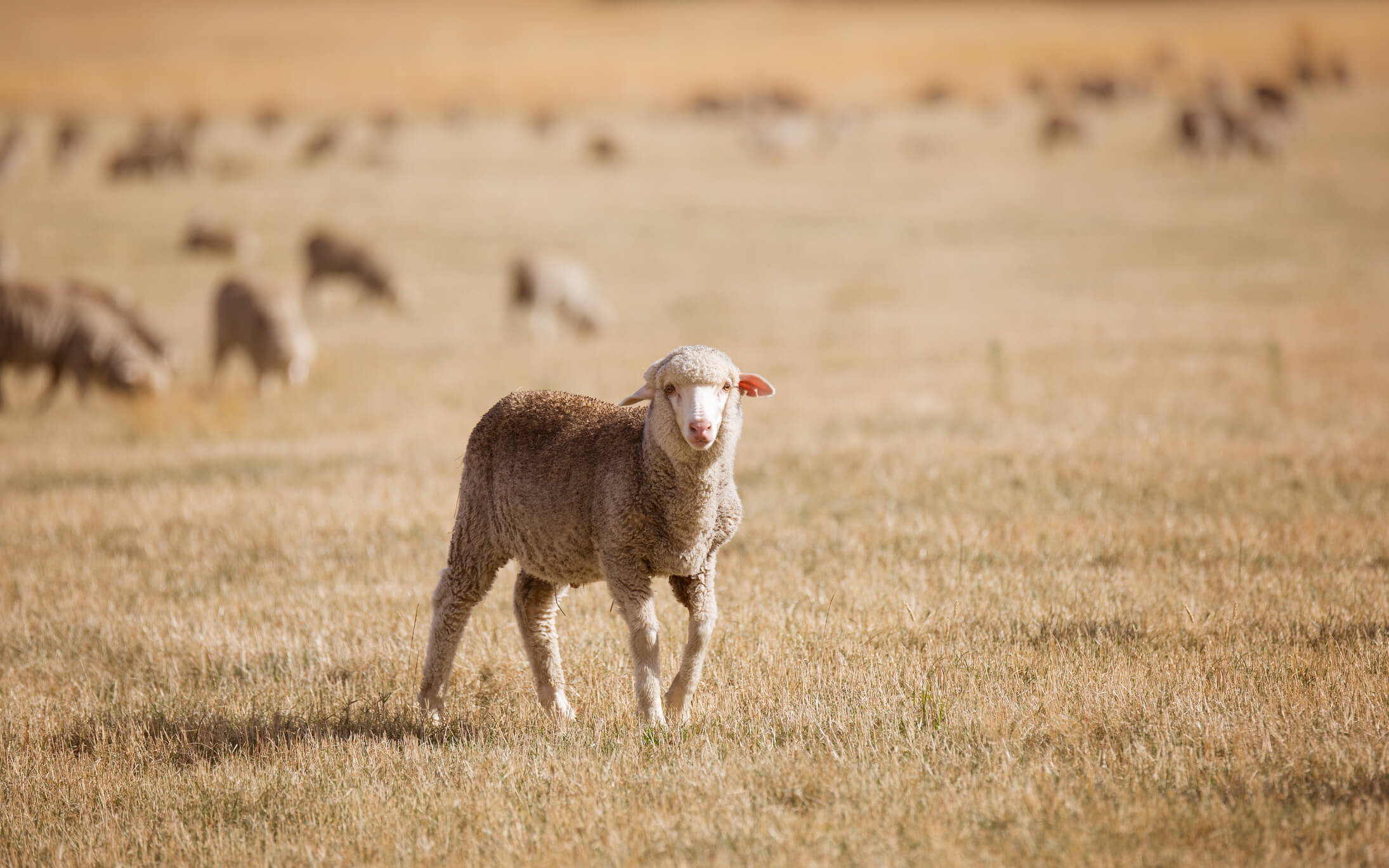 Farming tips to help you prepare for a summer dry spell